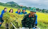Bộ đội cùng thanh niên Phú Thọ gặt lúa giúp người dân trước bão 