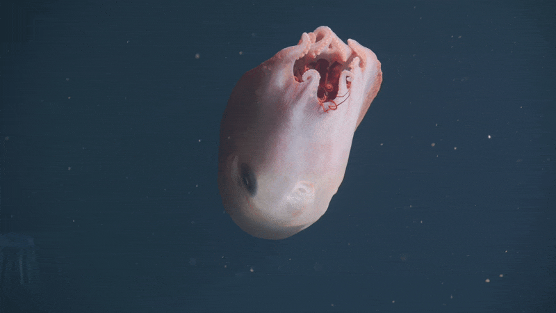 Thước phim hiếm có về bạch tuộc 7 xúc tu kỳ lạ