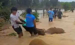 Nhiều ngân hàng giảm lãi suất cho khách bị thiệt hại bão lũ