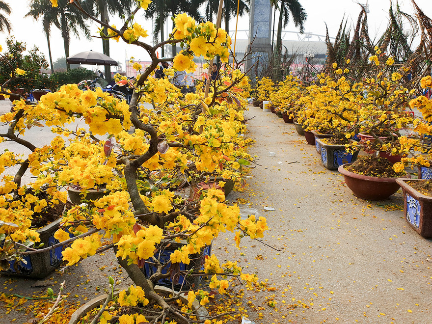 1001 thắc mắc: Chăm sóc hoa mai sau Tết, có khó không?