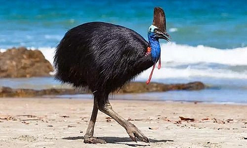 1001 thắc mắc: Loài chim nào lớn nhất, nguy hiểm và hung hăng nhất thế giới?