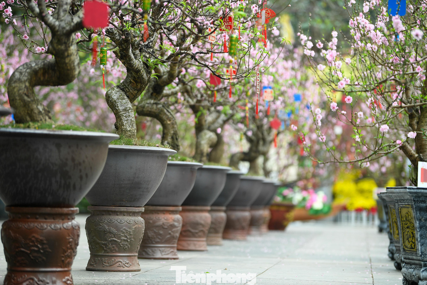 Hơn 300 gốc đào từ nhiều tỉnh thành miền Bắc được quy tụ về đây.