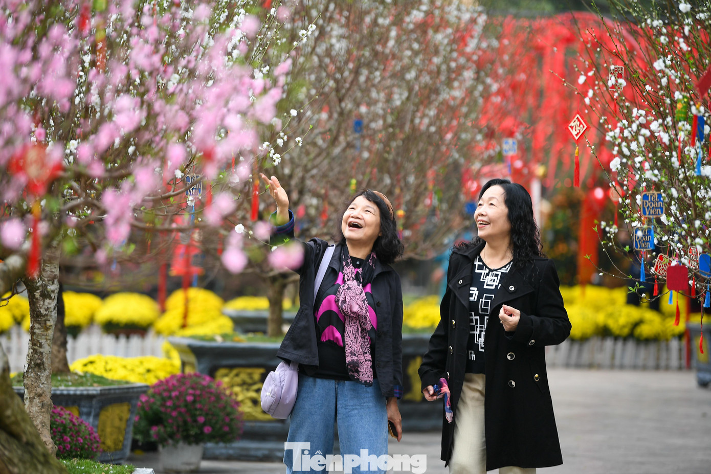 Những gốc đào cổ thụ, đào thế tạo hình nghệ thuật, đào tự nhiên đan xen thành từng cụm, tạo nên sắc hồng rực rỡ bao quanh quảng trường.