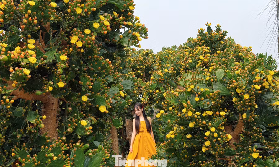 Ngắm loài cây sa mạc bung hoa, đẹp khác lạ ở Mộc Châu