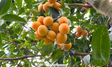 Từ cây dại, thanh trà ở Vĩnh Long thành đặc sản