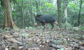 Khám phá 22 loài động vật quý hiếm trong rừng đặc dụng Nam Quảng Trị