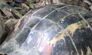 Phát hiện rùa hộp trán vàng quý hiếm ở rừng Nam Quảng Trị