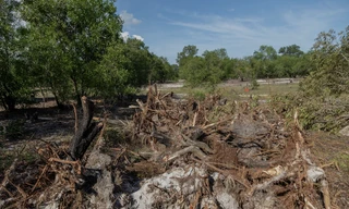 Rừng tràm phòng hộ ven biển Quảng Trị bị chặt phá hàng loạt
