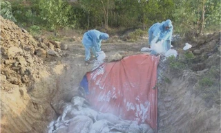 Quảng Trị tiêu hủy gần 55.000 con lợn bệnh 