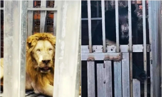 Thái Lan giải cứu gấu, sư tử bị nhốt trong sòng bạc ở biên giới Campuchia