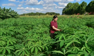 Ajinomoto Việt Nam ghi dấu ấn khi Sáng kiến hỗ trợ nông dân được Chính phủ Nhật Bản tài trợ