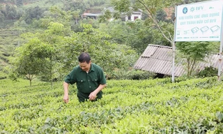 Phú Thọ: Thu 1,8 tỷ mỗi năm từ đặc sản quê hương