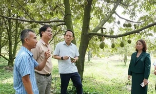 Tây Ninh: Trên 2.100 ha sầu riêng vào mùa thu hoạch