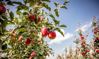 Washington Apples - Chuẩn mực nông sản Mỹ cho mâm Tết tròn vị của người Việt