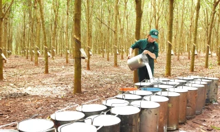Cao su Bà Rịa chuyển mình mạnh mẽ để phát triển bền vững