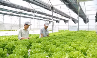 15 năm bứt phá: Dấu ấn tiên phong trong hành trình nông thôn mới Thủ đô
