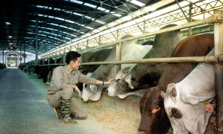 Hòa Phát dẫn đầu nhập khẩu bò Úc, sản lượng nửa đầu năm tăng 115%