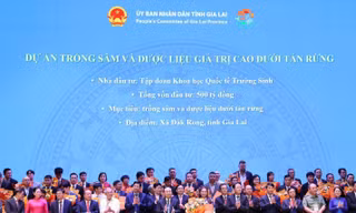 Hành trình quốc bảo sâm Việt Nam và chuẩn hoá dược liệu Việt