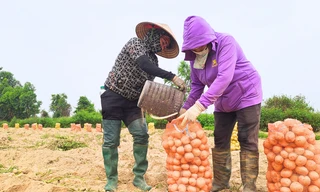 Khoai tây được mùa: Từ cánh đồng đến chuỗi giá trị snack khoai tây tươi Việt