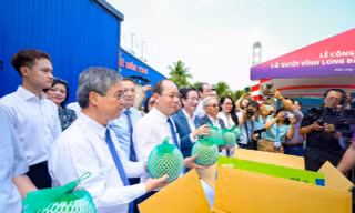 Quy trình nghiêm ngặt để xuất khẩu lô bưởi đầu tiên sang Úc