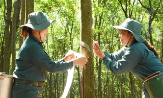 VRG củng cố vị thế tập đoàn nông nghiệp – công nghiệp hàng đầu với những bước tiến mạnh mẽ trong năm 2025