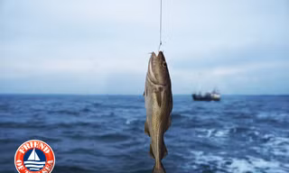 Bí quyết bổ sung Omega-3 đúng chuẩn "vừa tươi vừa tốt" để hỗ trợ tăng cường sức khoẻ