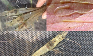 Eco White - Chế phẩm sinh học hỗ trợ xử lý phân trắng trên tôm được hàng ngàn hộ nuôi tin tưởng lựa chọn 