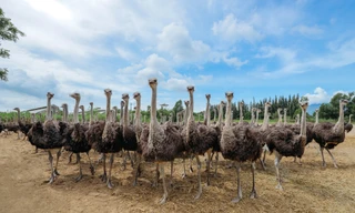 Thịt đà điểu VietOstrich – Lựa chọn mới cho bữa ăn gia đình Việt