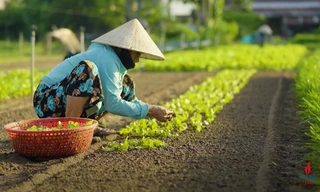 Hành trình kết nối xanh: Hội An du lịch cộng đồng bền vững 