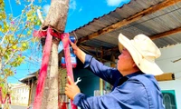 Tháo dỡ 170 cùm sắt 'bóp cổ' hàng cây hoa ban ở Gia Lai 