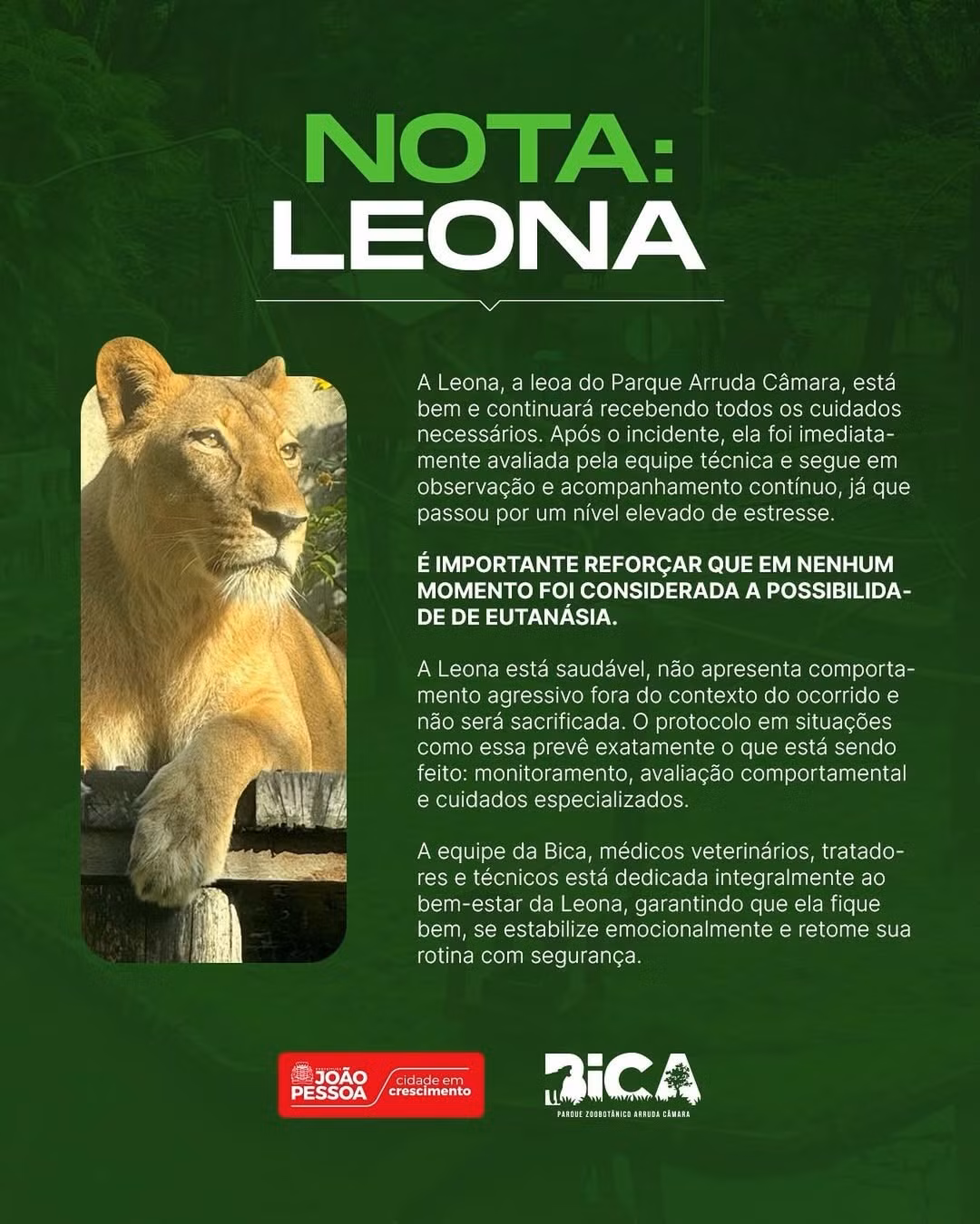 leona-a-leona-a-leoa-do-parque-arruda-camara-esta-bem-e-continuara-recebendo-todos-os-cuidado.jpg