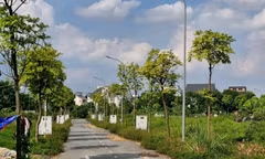 Hà Nội xem xét ban hành chính sách giải quyết dứt điểm vướng mắc về đất dịch vụ