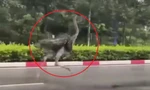 CLIP: Chim ‘khổng lồ’ bất ngờ chạy trên đường phố TPHCM