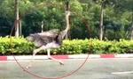 Lý do phải tiêu hủy con chim gần 100kg chạy trên đường ở TPHCM