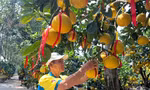 Đã mắt ngắm vườn bưởi Diễn tiền tỷ mỗi năm tụ họp một lần tại TPHCM