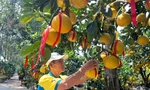 Đã mắt ngắm vườn bưởi Diễn tiền tỷ mỗi năm tụ họp một lần tại TPHCM
