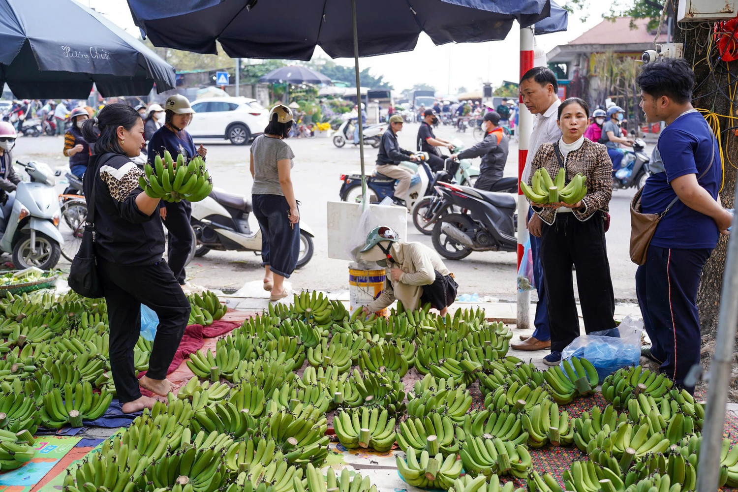 Chuối xanh 28 Tết: Từ nửa triệu ‘rơi’ xuống 30.000 đồng vẫn ế