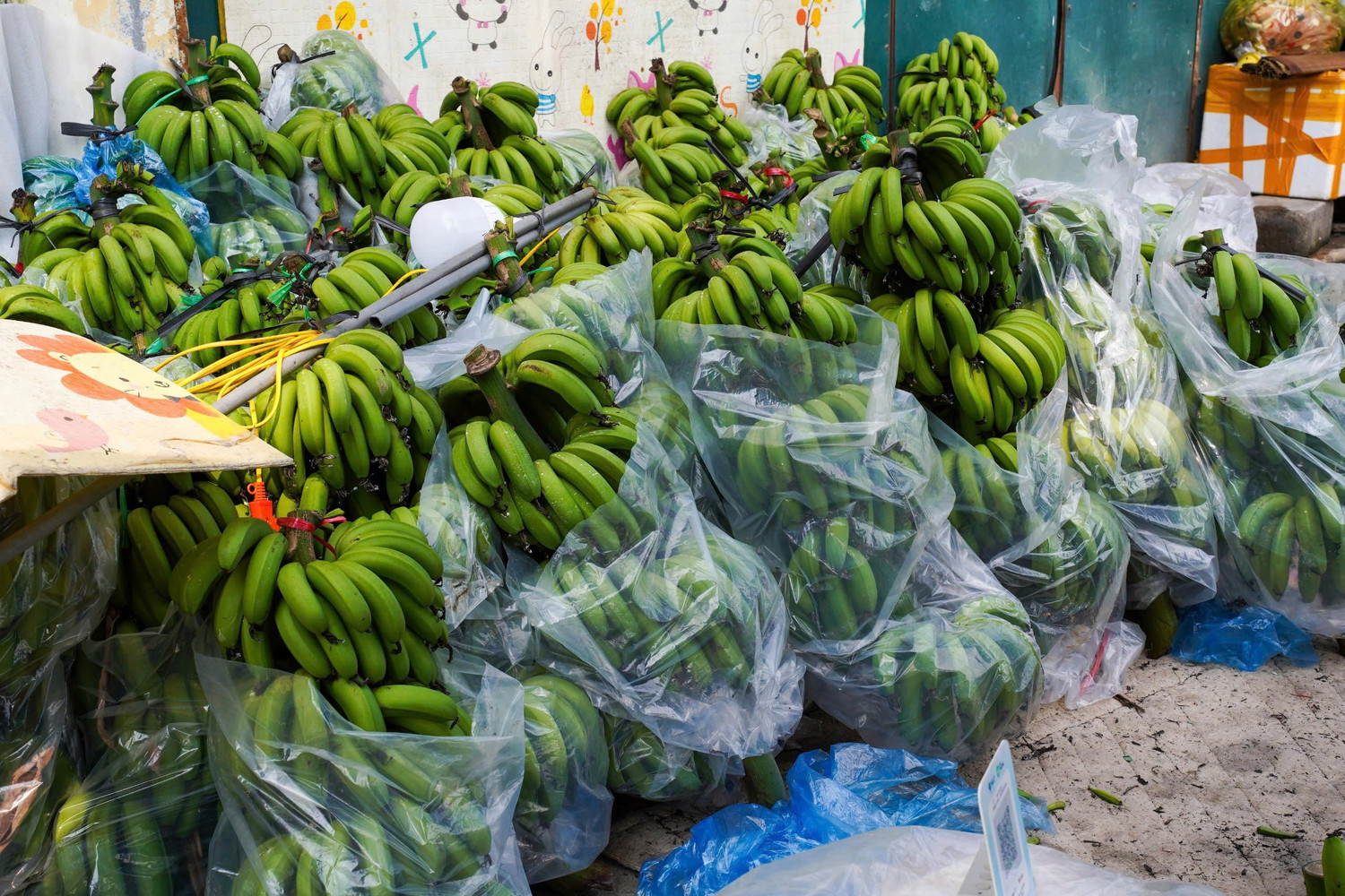 Chuối xanh 28 Tết: Từ nửa triệu ‘rơi’ xuống 30.000 đồng vẫn ế