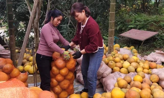 Bưởi Đoan Hùng bước vào vụ Tết: Thương lái ít hơn nhưng vẫn giữ được giá tốt