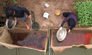 Bên trong 'thủ phủ' cá chép đỏ miền Bắc trước ngày ông Công, ông Táo