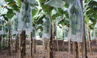 Chuối tiêu vào vụ Tết, buồng đẹp có giá tiền triệu