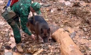 Huy động chó nghiệp vụ tìm kiếm 4 nạn nhân bị vùi lấp ở Lũng Cú