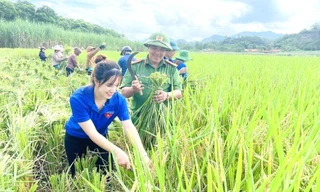 Giúp người dân gặt lúa đổ sau mưa lũ