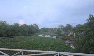 Bèo, rác ngập ngụa kênh thoát nước cạnh khu công nghiệp ở Phú Thọ