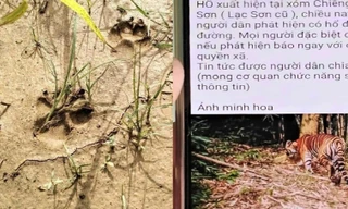 Kiểm lâm tiết lộ sự thật thông tin hổ xuất hiện tại Phú Thọ
