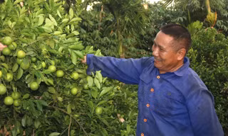 Biến đồi cằn cỗi thành vườn tiền tỷ, tạo việc làm cho nhiều lao động địa phương