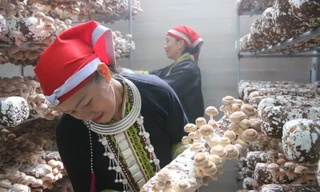 Trồng đặc sản sạch giúp người dân ở Sa Pa thoát nghèo