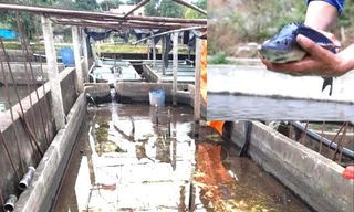 Cá tầm Trung Quốc ồ ạt vào Việt Nam, người nuôi trong nước lao đao