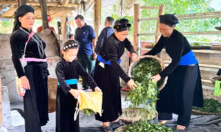 Khi cây chè trở thành điểm tựa giảm nghèo bền vững ở Thanh Thủy