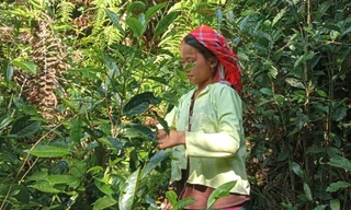 Thanh niên Lô Lô Chải B khởi nghiệp từ chè, góp phần giảm nghèo tại vùng cực Bắc